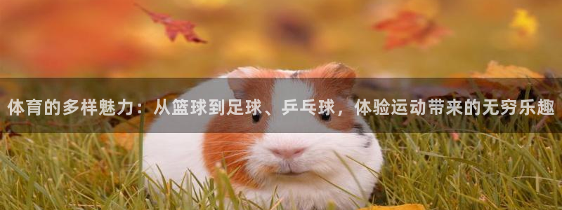 必一运动体育官网：体育的多样魅力：从篮球到足球、乒乓球，体验运动带来的无穷乐趣