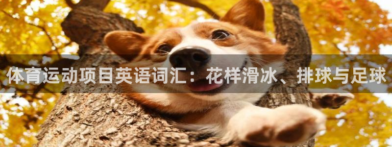 必一运动app：体育运动项目英语词汇：花样滑冰、排球与足球